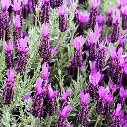 Miniatura 6 de Juego de 2 plantas de lavanda vivas, plantas de flores perennes de Lavandula para interiores y exteriores, tapones bien enraizados de 3 a 5 pulgadas