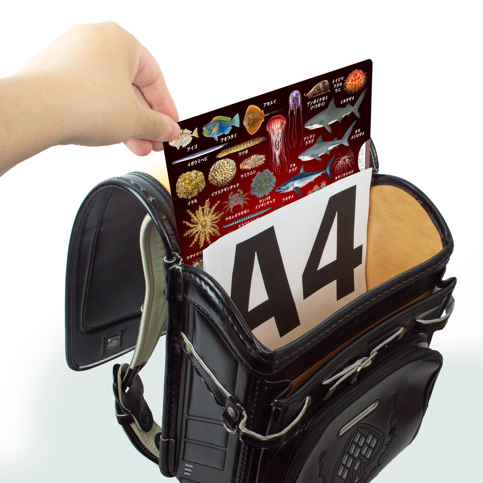 Amazon.co.jp: ザ・アクセス The ACCESS クリアファイル 海の危険生物