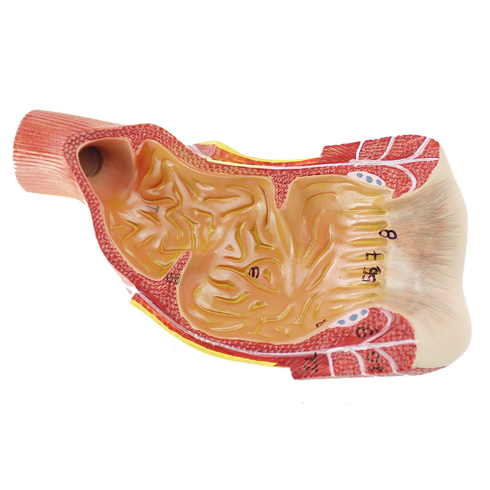 Modele dydaktyczne z zakresu biologii, Medyczny anatomiczny model narządu odbytnicy, materiał PVC, chirurgia anorektalna, szkolenie specjalistyczne z chirurgii ogólnej