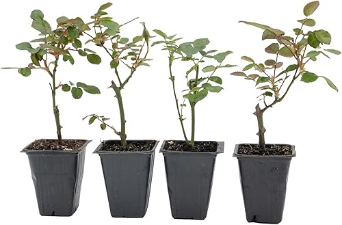 4 rosas 'Flower Carpet Red', plantas vivas - Rosa x 'Noare' - Rosa resistente para cubrir el suelo en cubos de vivero de 2.5 pulgadas - Prolífico