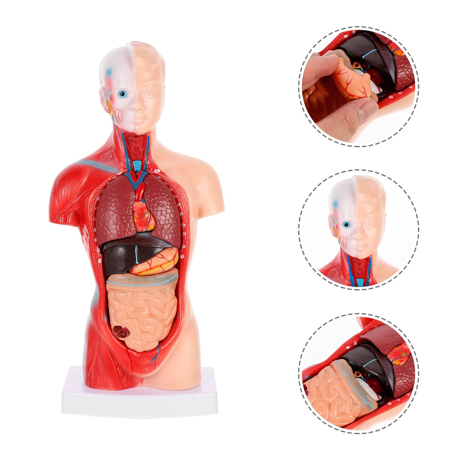 NUOBESTY Anatomisches Herzmodell zur Anschaulichen Demonstration aus Pvc Menschliches mit 15 Abnehmbaren Teilen Zerlegbares Dissektionsmodell für Krankenhäuser und Schulen