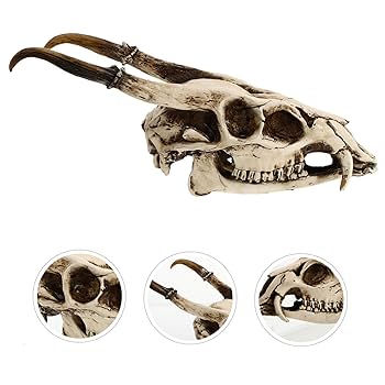 【貴重】山羊頭骨 黒角 Amazon.com: K 獨家Bighorn 羊羊頭骨複製品- 真人尺寸,真實解剖