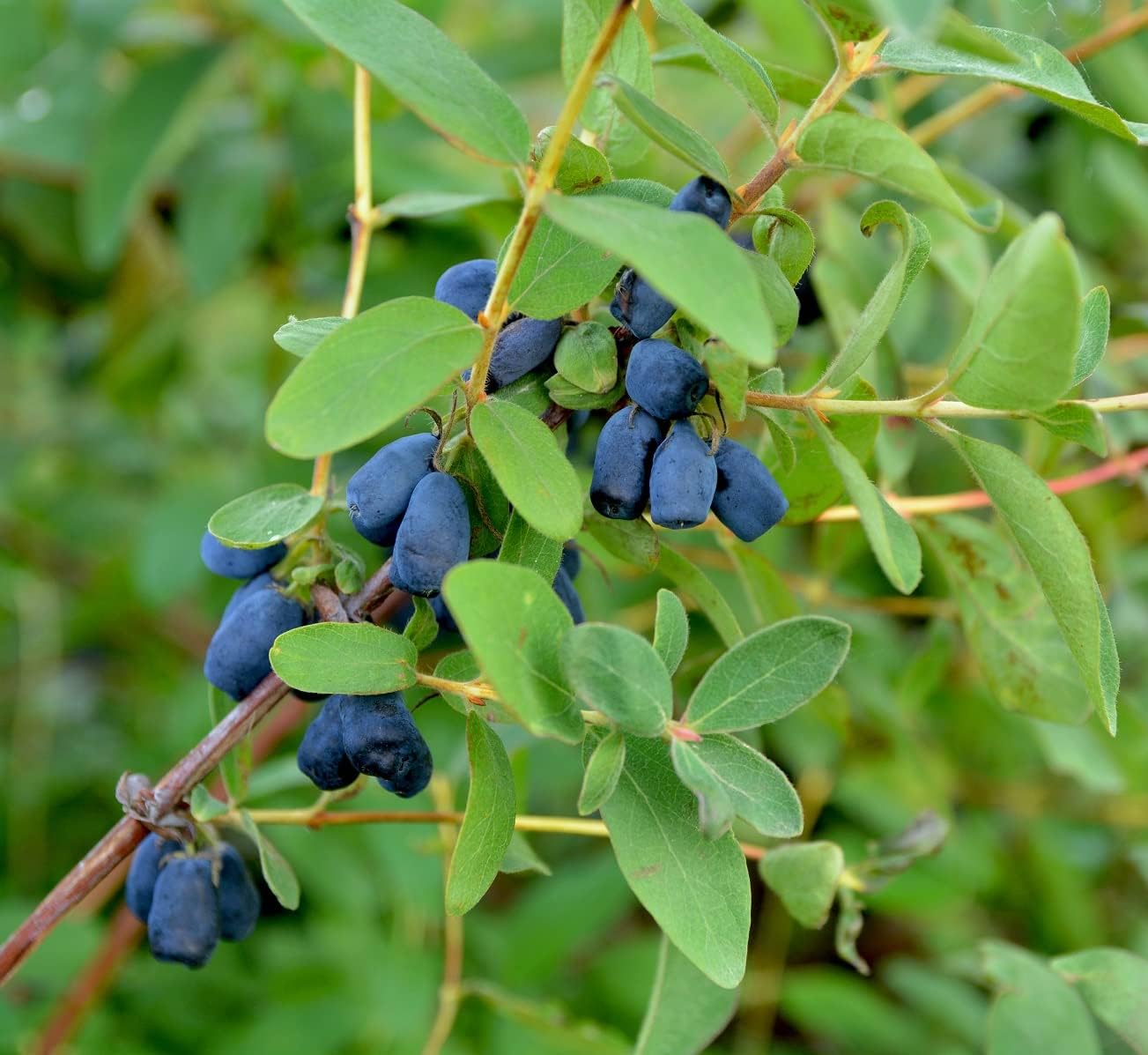 Zojka Sibirische Blaubeere - Haskap Beere Pflanze Für Den Garten