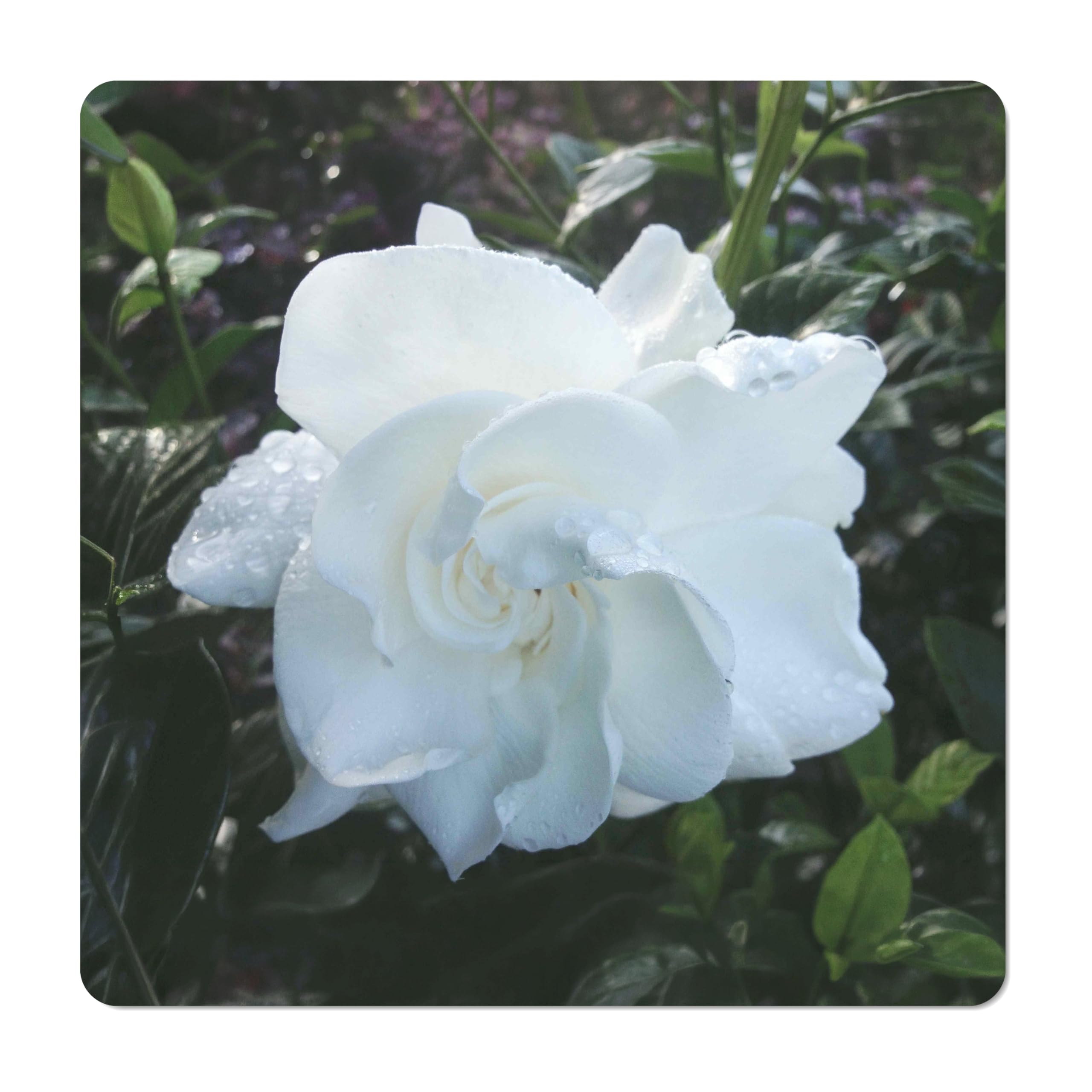 Mystery Heirloom Gardenia