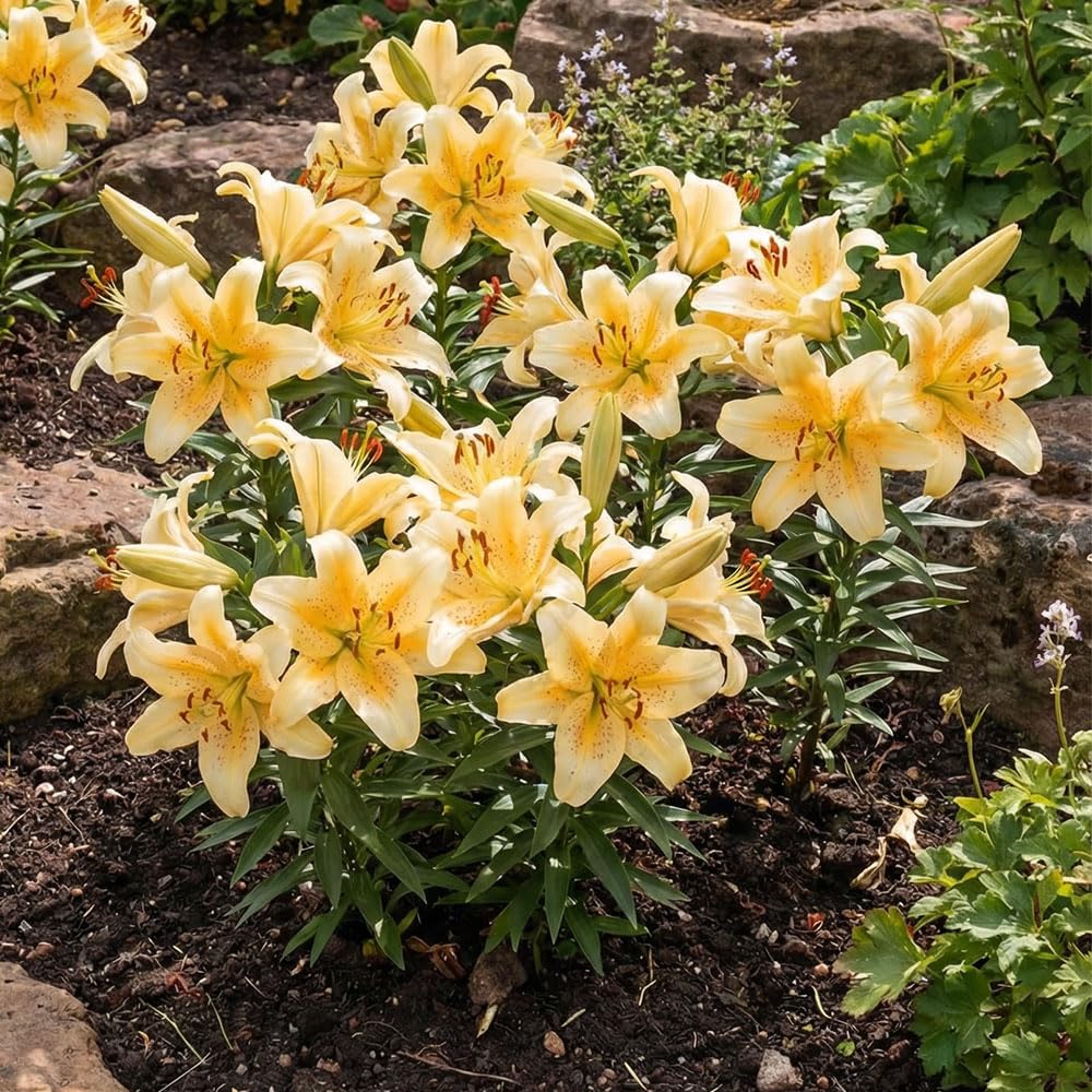 2 x Lilium Oriental Golden Star Gazer – Vibrant Buttery Yellow Blooms – Summer Flowering Bulbs – Large Fragrant Cut Flowers Than Usual – for Your Beautiful Garden