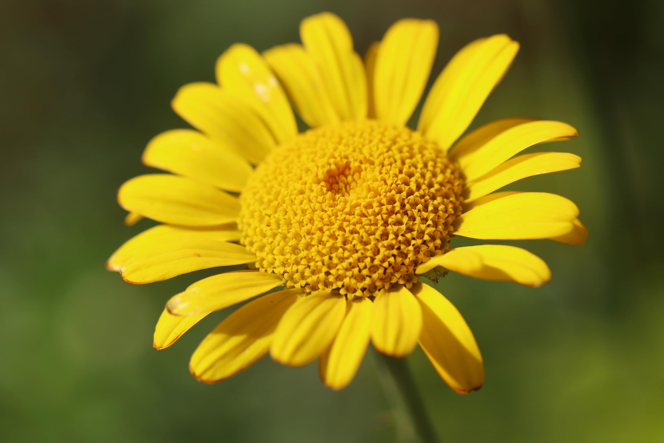 Färberkamille (Anthemis tinctoria) Samen. Färberpflanze, essbar (20000 Samen = 8,0g)