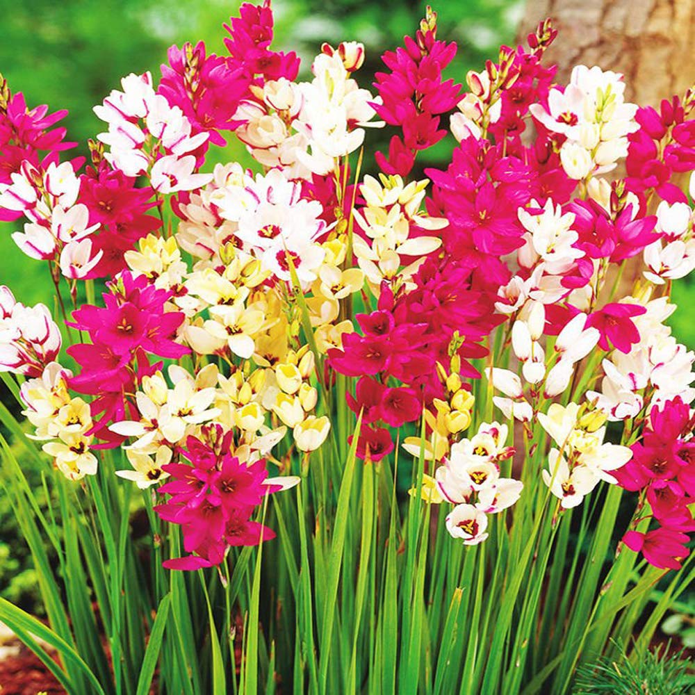 Ixia Flower Bulbs Pack Of 3 Bulbs By Live Green (Mix) : Amazon.in