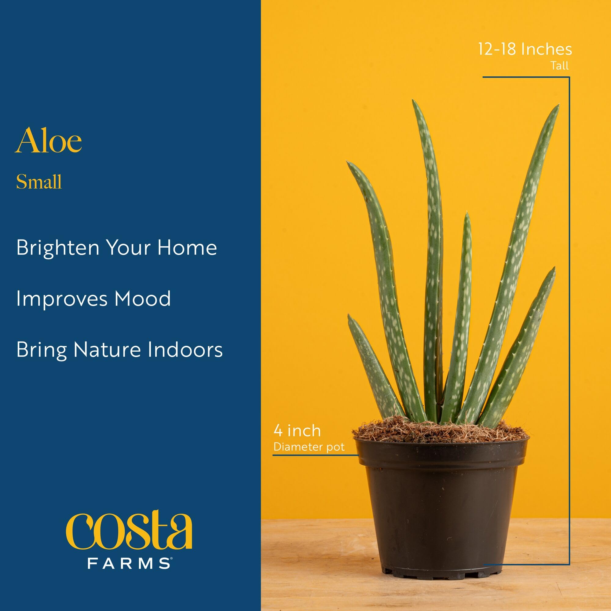 aloe vera gel köln Aloe Vera Gold Hautgel main image 1