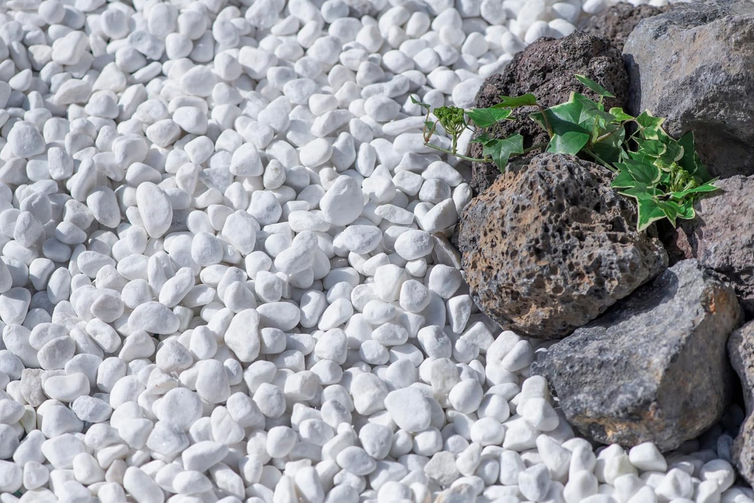 Amazon | 火山岩 溶岩石 ボルカブラック 10kg アクアリウム ロック