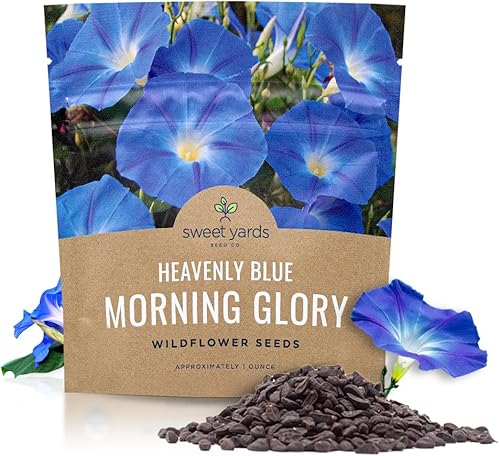 Morning Glory Seeds Celestial Blue - Paquete grande de 1 onza - Más de 1,000 semillas de flores