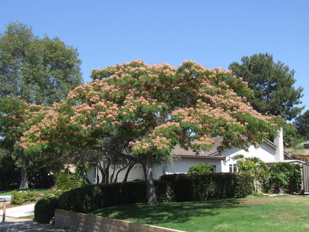 Albizia julibrissin mimosa "Acacia di Costantinopoli" pianta in vaso biodegradabile ø9 cm h 60 cm circa Vivaio di Castelletto