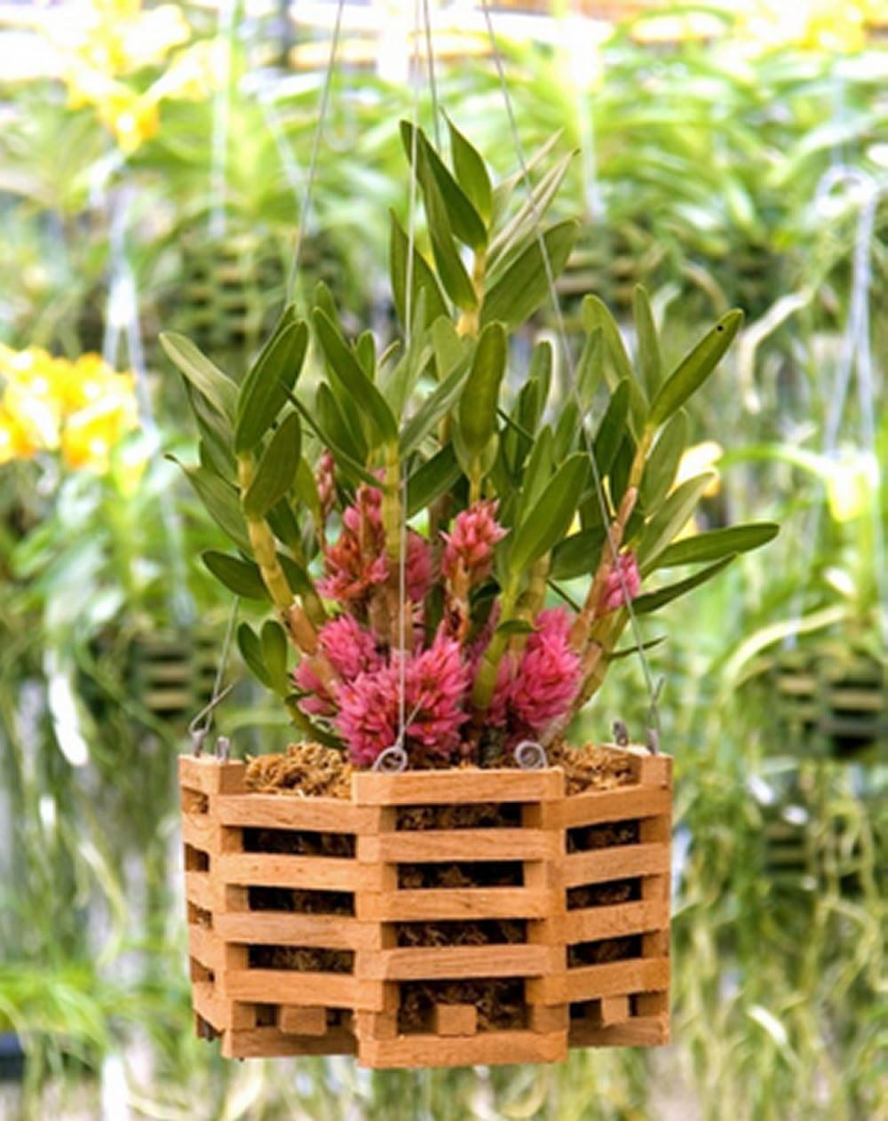 Sun Bulb 51720 Better GRO Octagon Cedar Basket, 8"