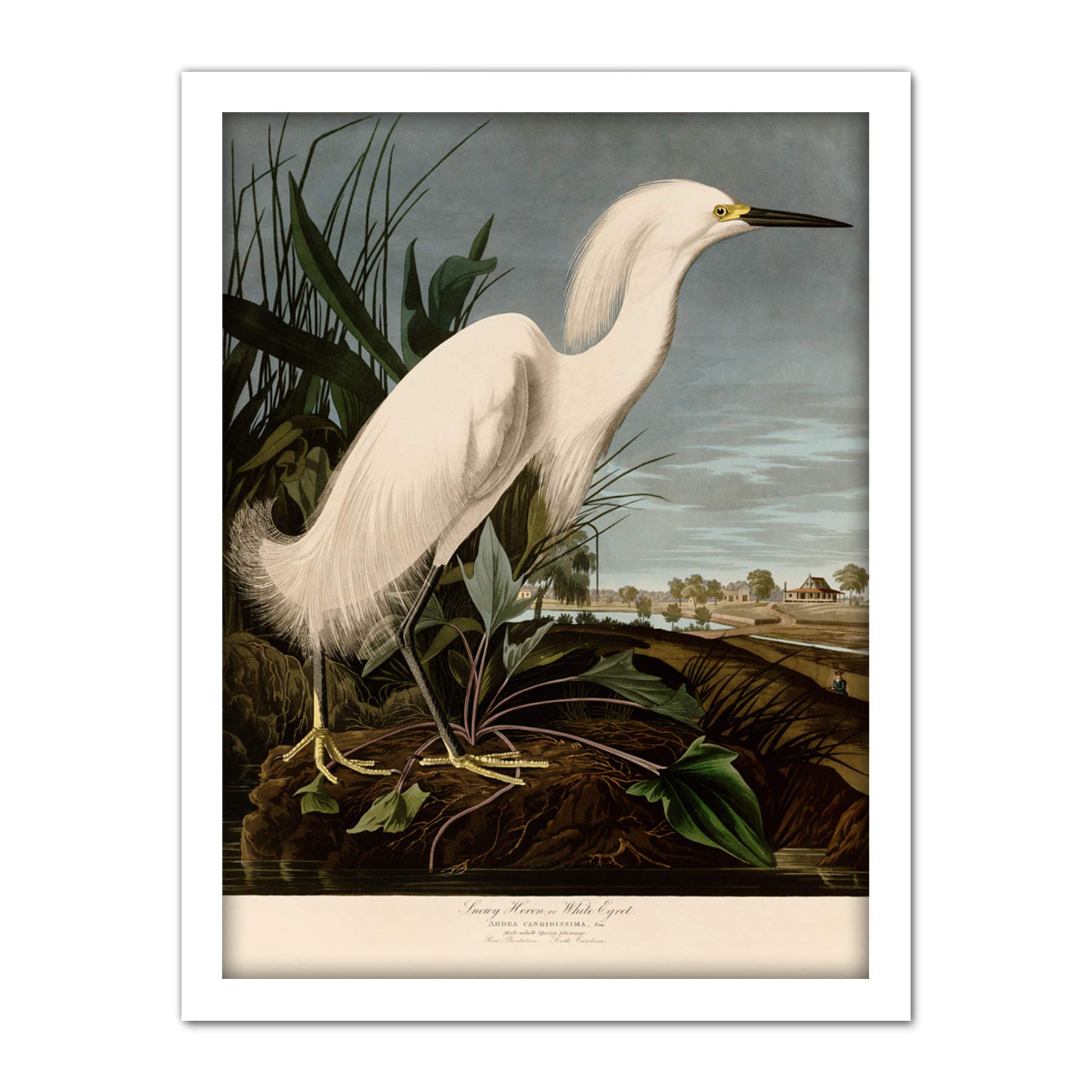 Artery8 Audubon Birds Snowy Heron Painting Artwork Framed Wall Art Print 18X24 Inch