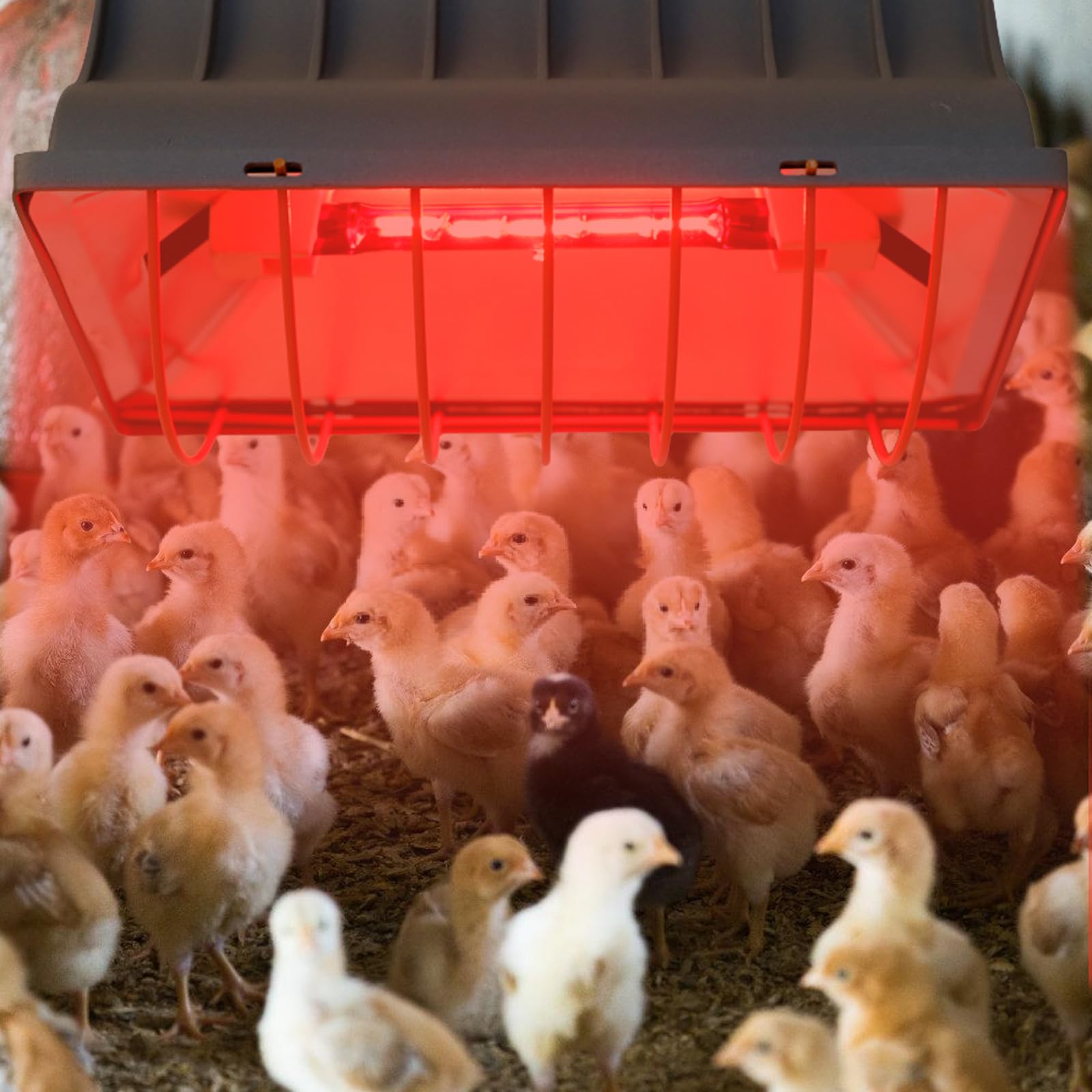 Lámpara de luz roja de 250 W para pollos: lámpara de calentamiento para gallinero con cable de 1,8 metros, lámpara de calor para pollos, lámpara para pollitos con interruptor, lámpara de calor para