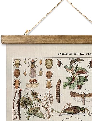 Miniatura 211 de XIAOAIKA Póster de botánica vintage con marco de madera, tabla de plantas venenosas antiguas, arte educativo botánico con especies peligrosas, 1
