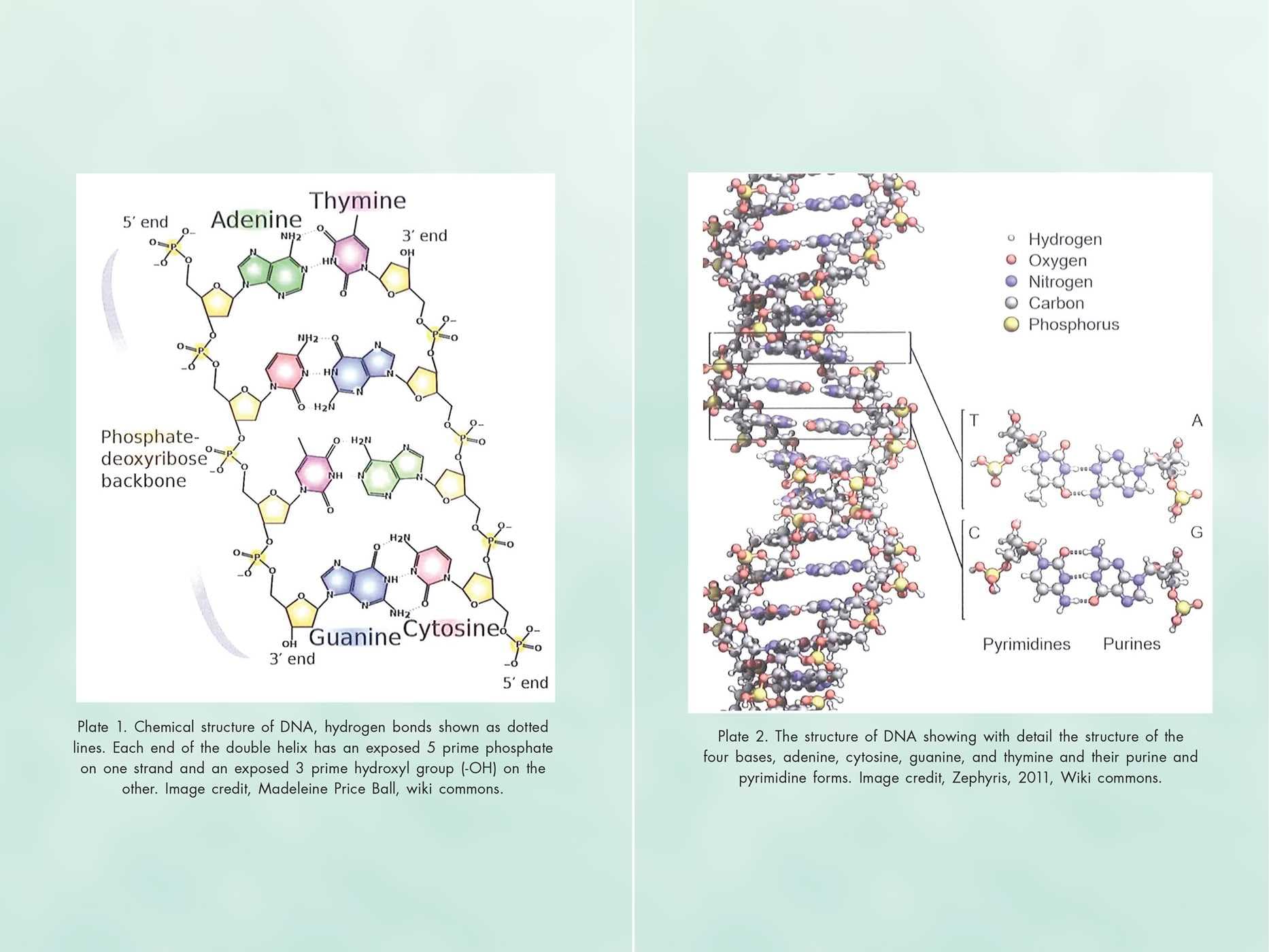 Activating Our 12-Stranded DNA: Secrets of Dodecahedral DNA for Completing Our Human Evolution