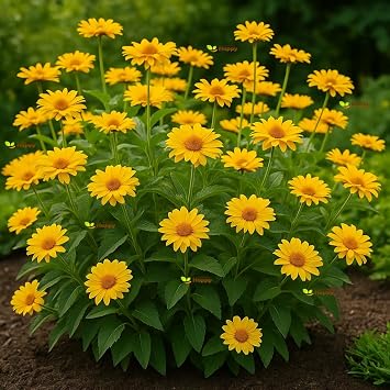 150 Summer Sun False Sunflower Seeds   Heliopsis scabra   Golden Yellow Semi-Double Flowers   Hardy Perennial   Free Plant Tag