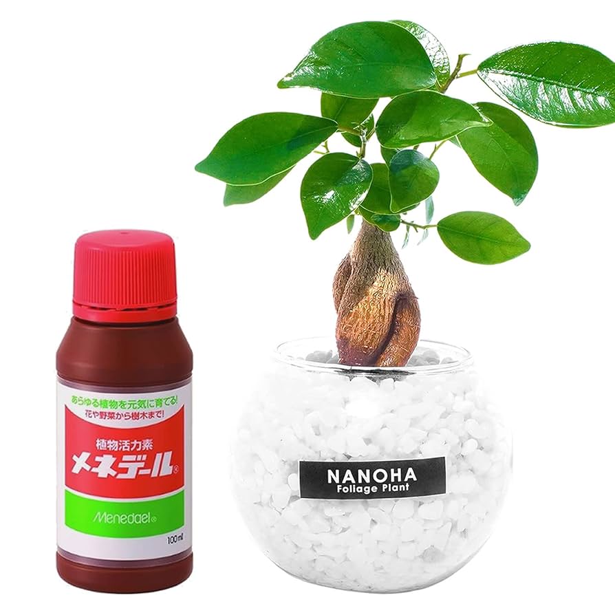 Amazon｜ガジュマル 白砂利 ガラスボール 栄養剤付 メネデール