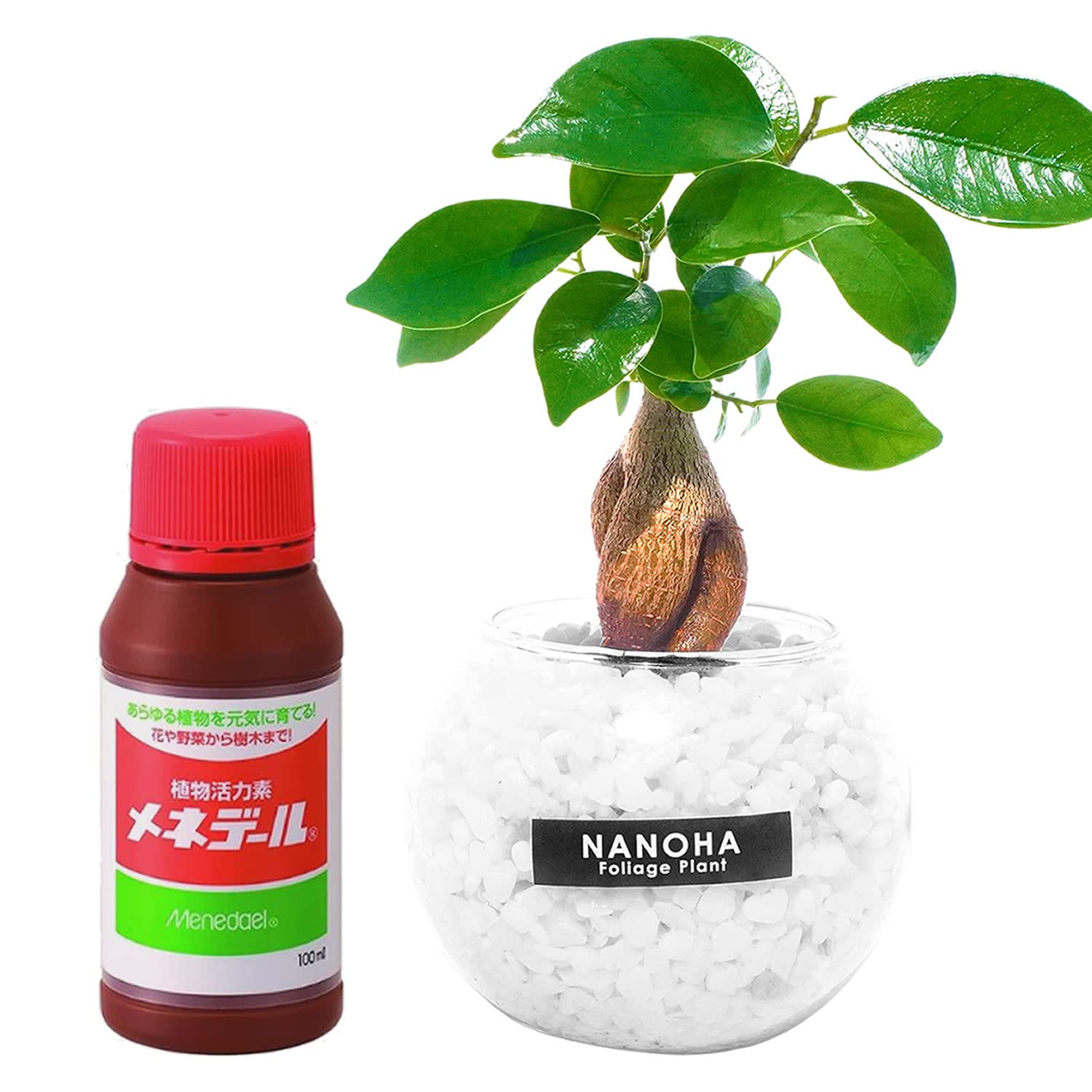 Amazon｜ガジュマル 白砂利 ガラスボール 栄養剤付 メネデール 土を