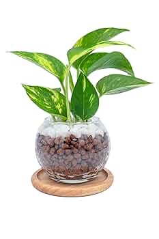 その他観葉植物 Nao 71NZ4kjL8DL._UF350,350_QL50_.jpg