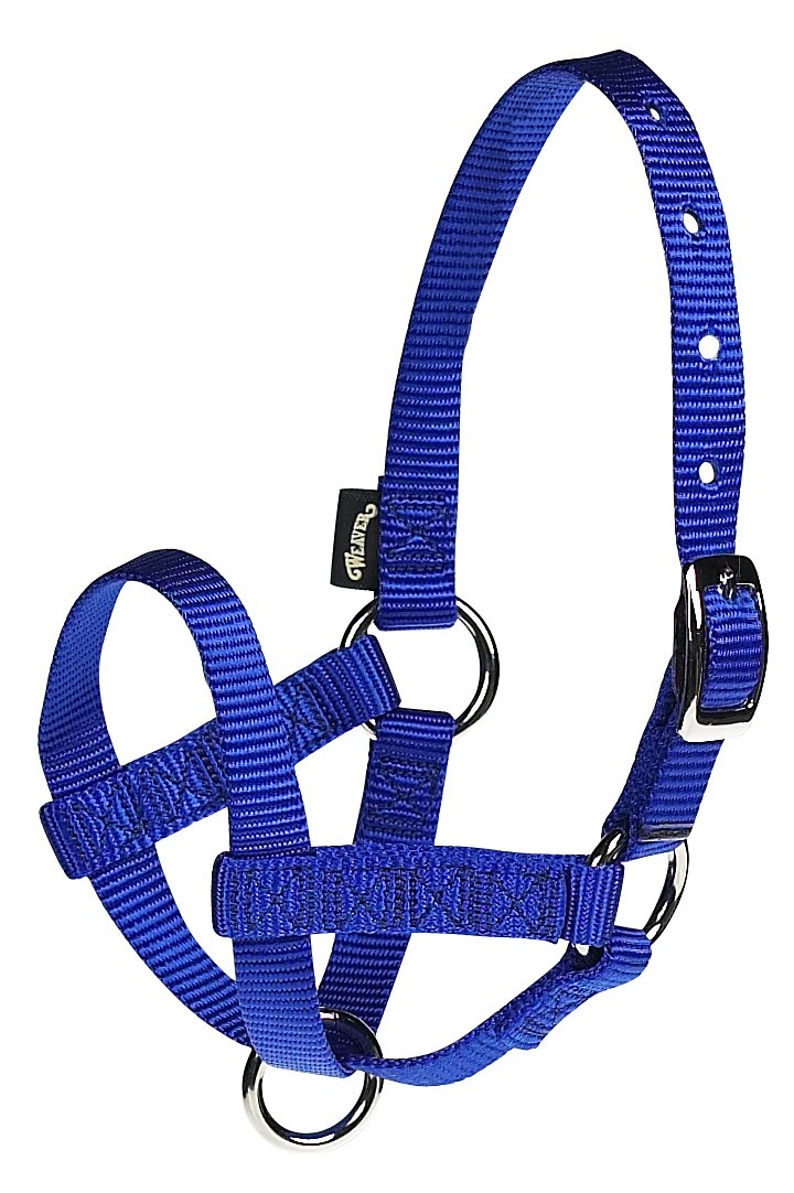Weaver Leather Unisex Adult Livestock Halter Nylon Alpaca 5 8IN LG BL, Blue, Large Pack of 1 US