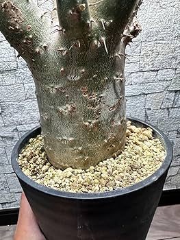 5頭　超極太10㌢　パキポディウム ホロンベンセ　鉢ごとメルカリ便 Amazon.co.jp: 5頭 超極太10㌢ パキポディウム ホロンベンセ