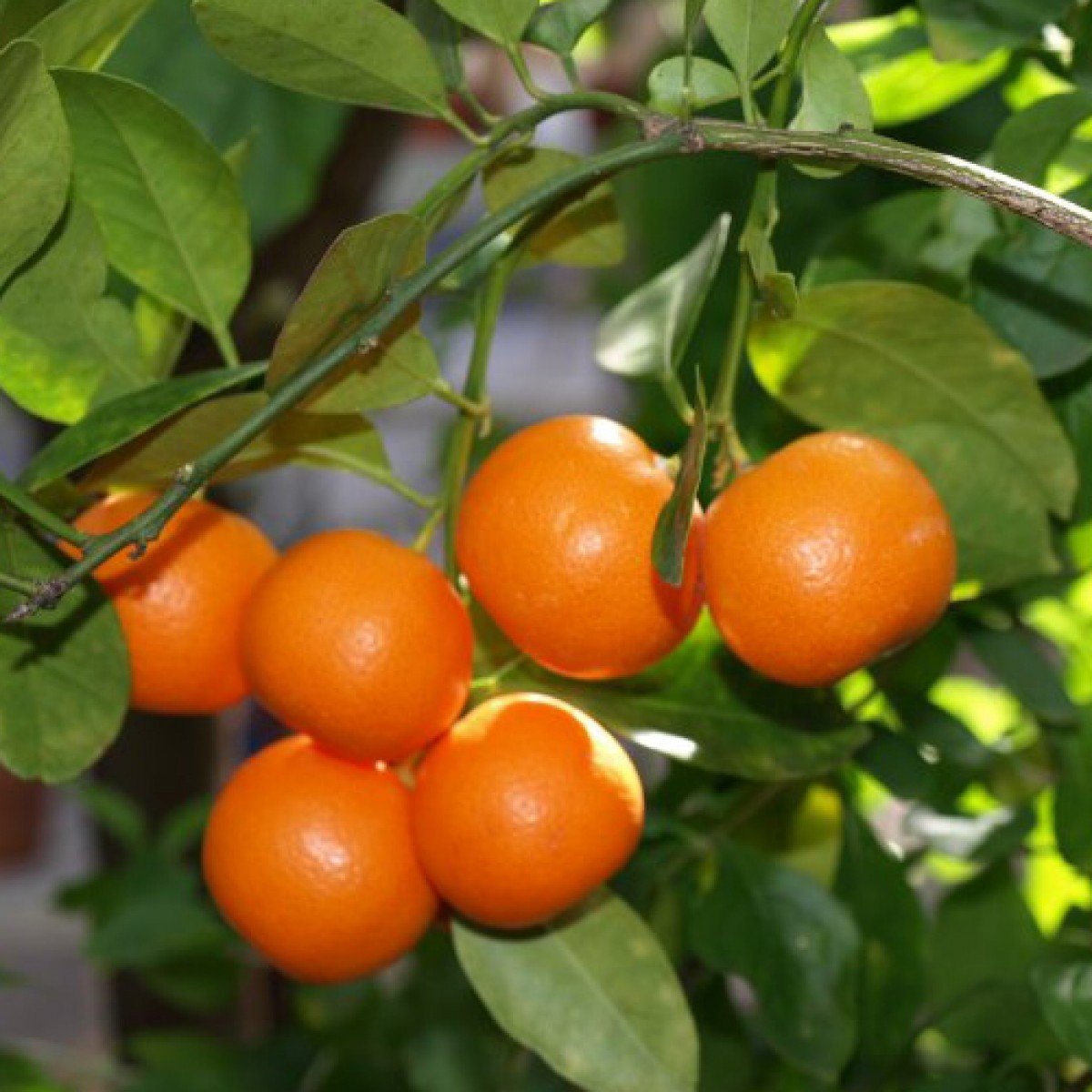See full amazon price history chart for Florona Rare Dwarf Variety Sweet Chinese Orange 1 Healthy Plant For Kitchen/Terrace Garden Florona Rare Dwarf Variety Sweet Chinese Orange 1 Healthy Plant For Kitchen/Terrace Garden (B09ZB3T8DK) Amazon Price History, Amazon Price Tracker
