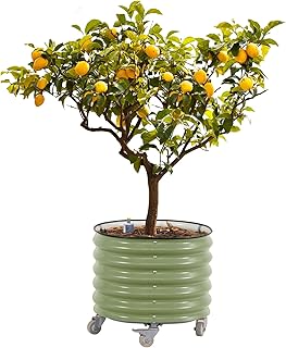 Rolling Metal Citrus Tree Planter, Self-Watering Round Planter Box for P...