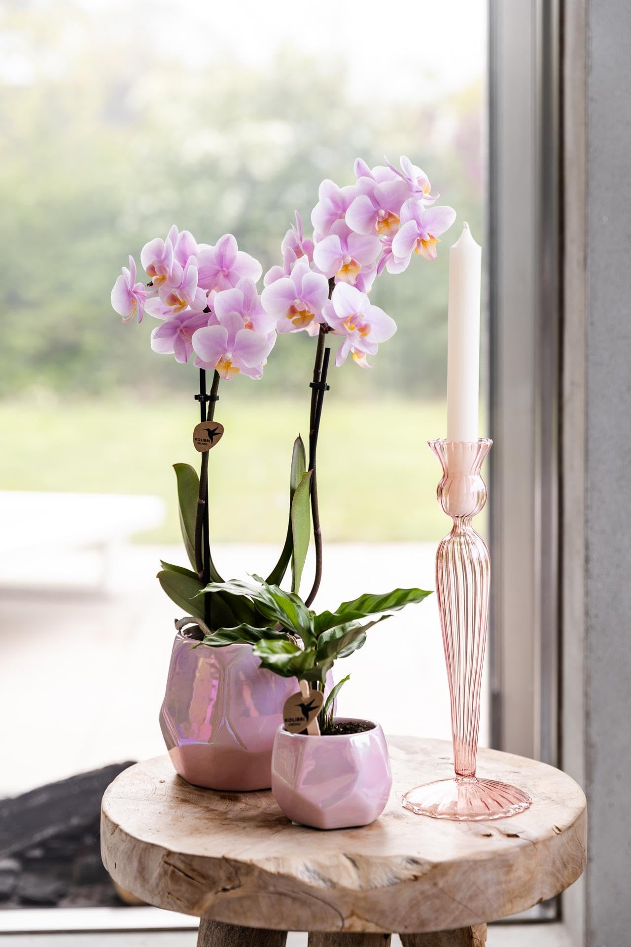 Rose Orchidee (Phalaenopsis)