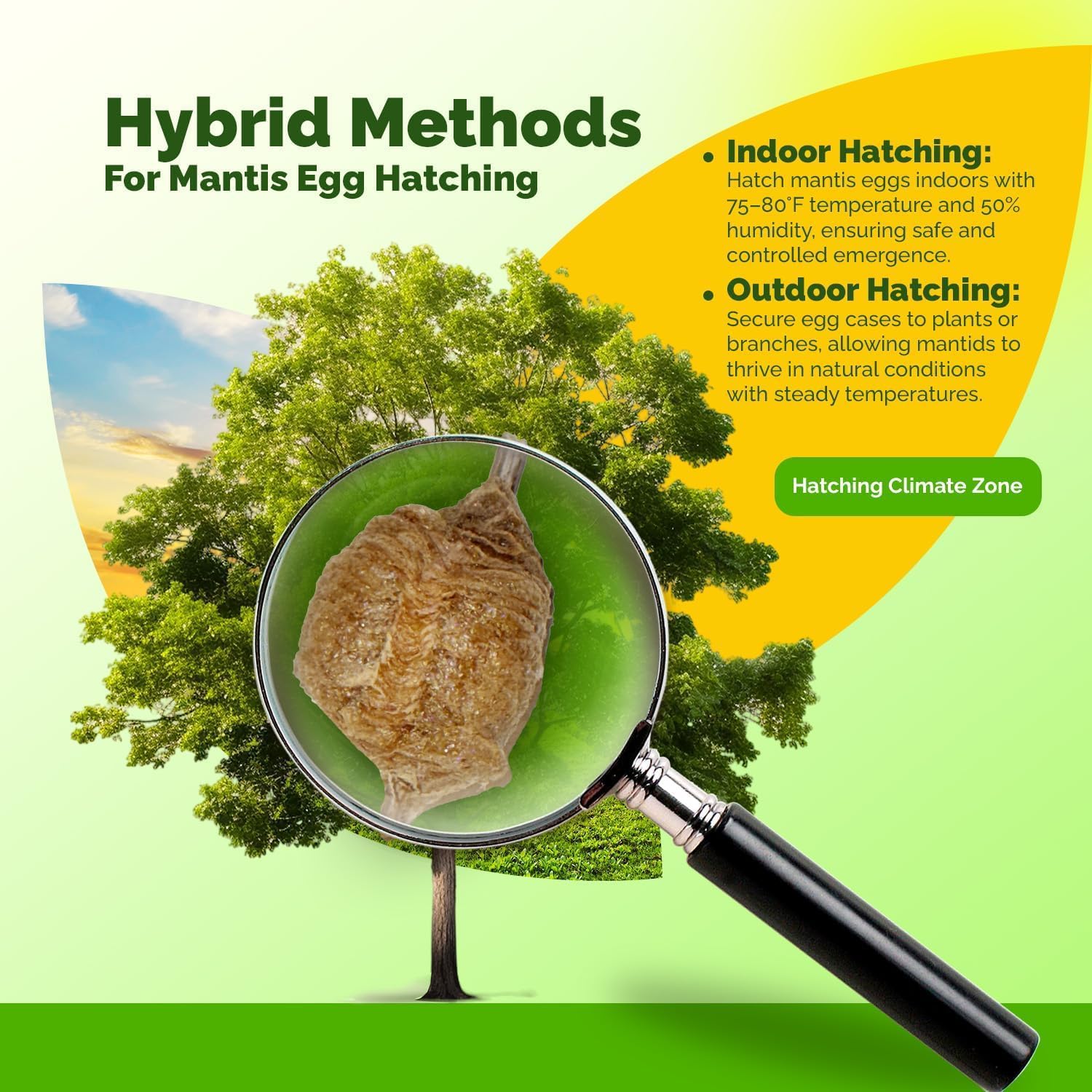 Praying Mantis Ootheca Egg Case with Hatching Habitat Cup (Four Egg Case) - Stem Education, Comes with a Transparent Habitat Cup, Egg Case Produces Approximately up to 400 Baby Nymphs (T Sinensis)