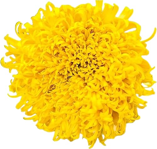 Miniatura 4 de Semillas de caléndula gigante Mission o semillas de caléndula rusa (50)