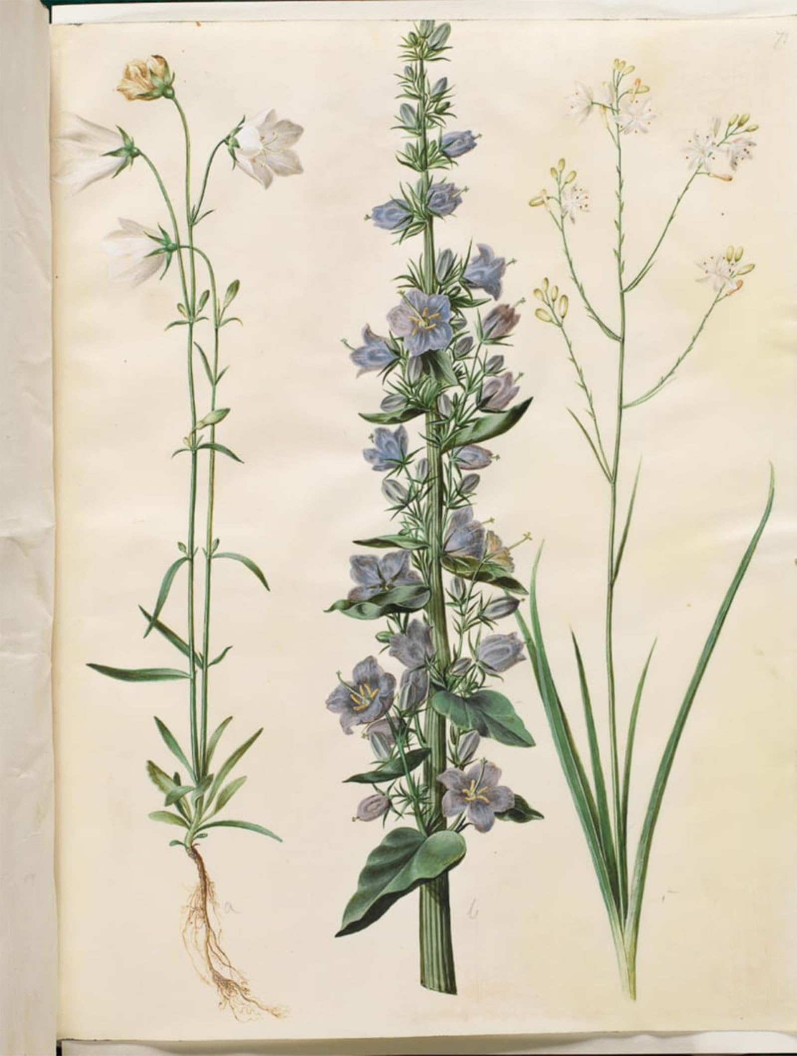 POSTERIIk Vintage Art Print Images Pictures Print Campanula Pyramidalis by Hans Simon Holtzbecker Modern Colour Posters for Office Home Decor 60x90cm