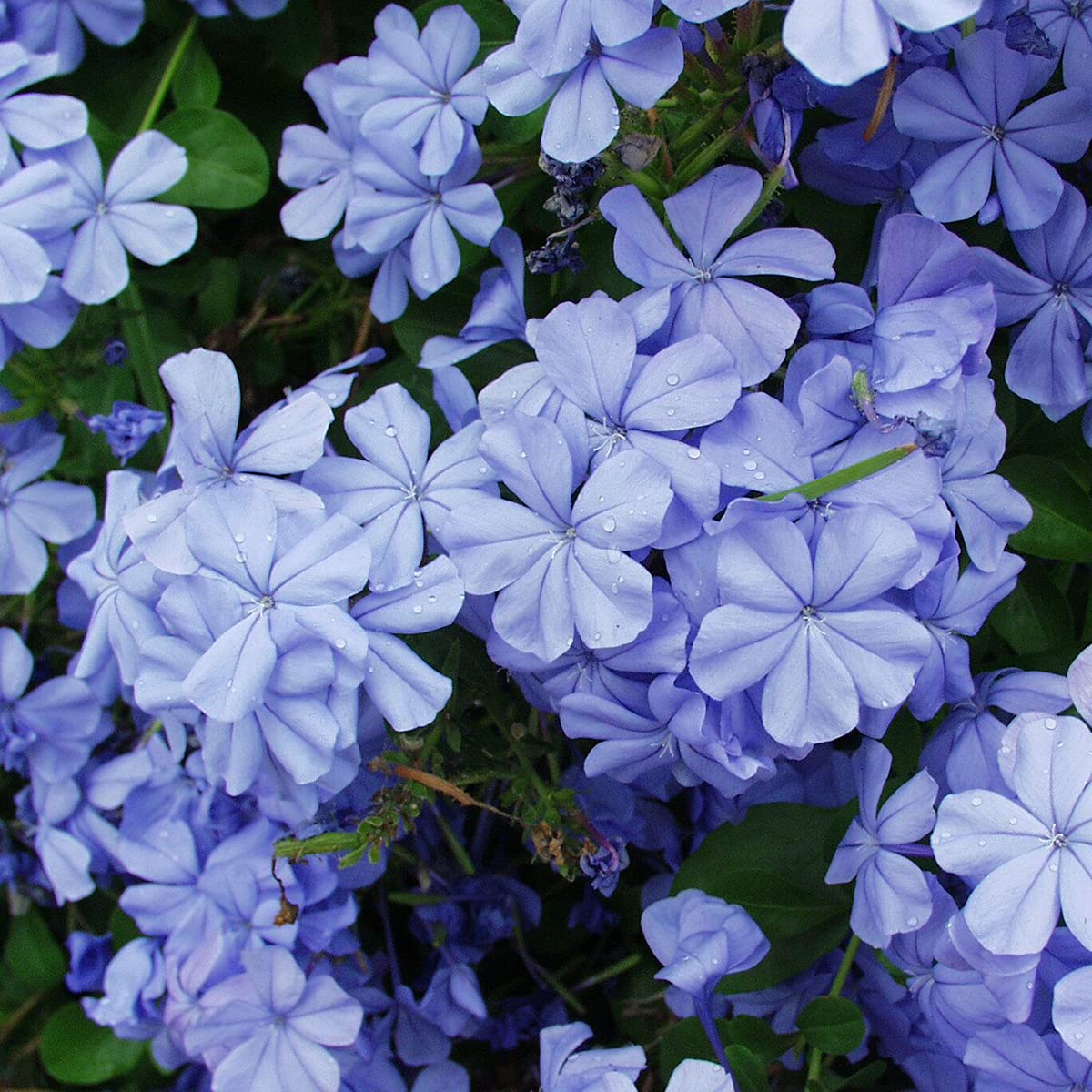 Green Paradise Blue Plumbago Flowering Live Plant (B093DMJ1WC) Amazon Price History, Amazon Price Tracker