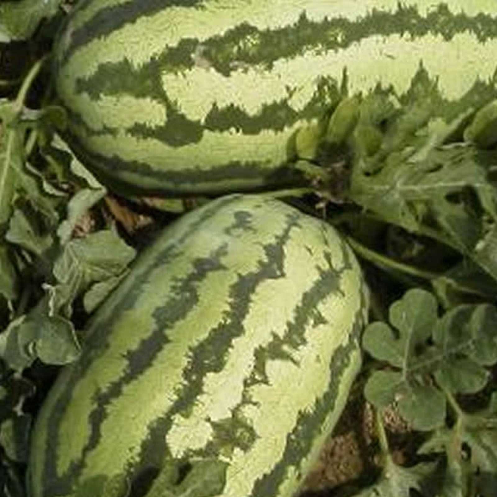 Watermelon Garden Seeds - Jubilee - 1 Lbs - Non-GMO Heirloom