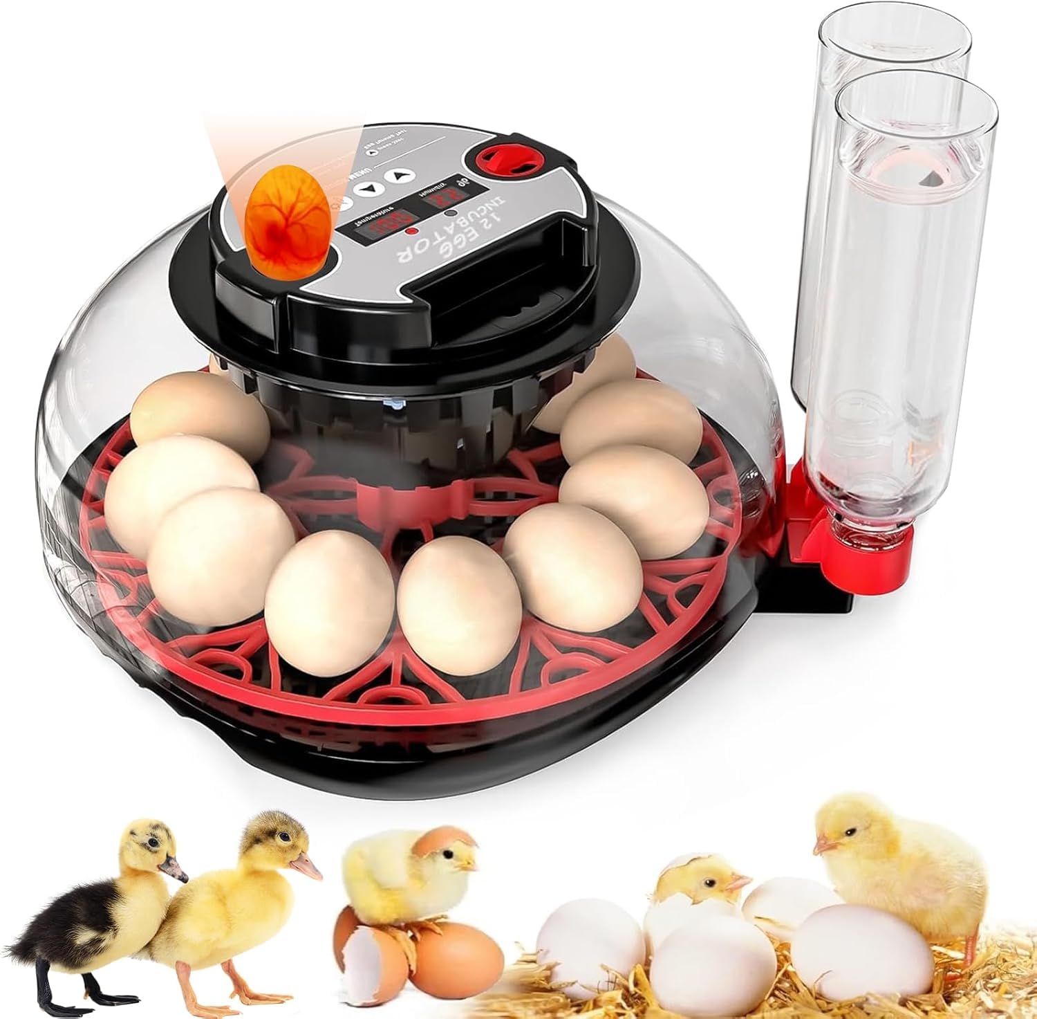 Incubadora Huevos Gallina, Incubadora Automática de 12 Huevos, Volteador Automático de Huevos, Control de Temperatura y Humedad, Visualización de 360° para Huevos de Pollo, Pato y Codorniz