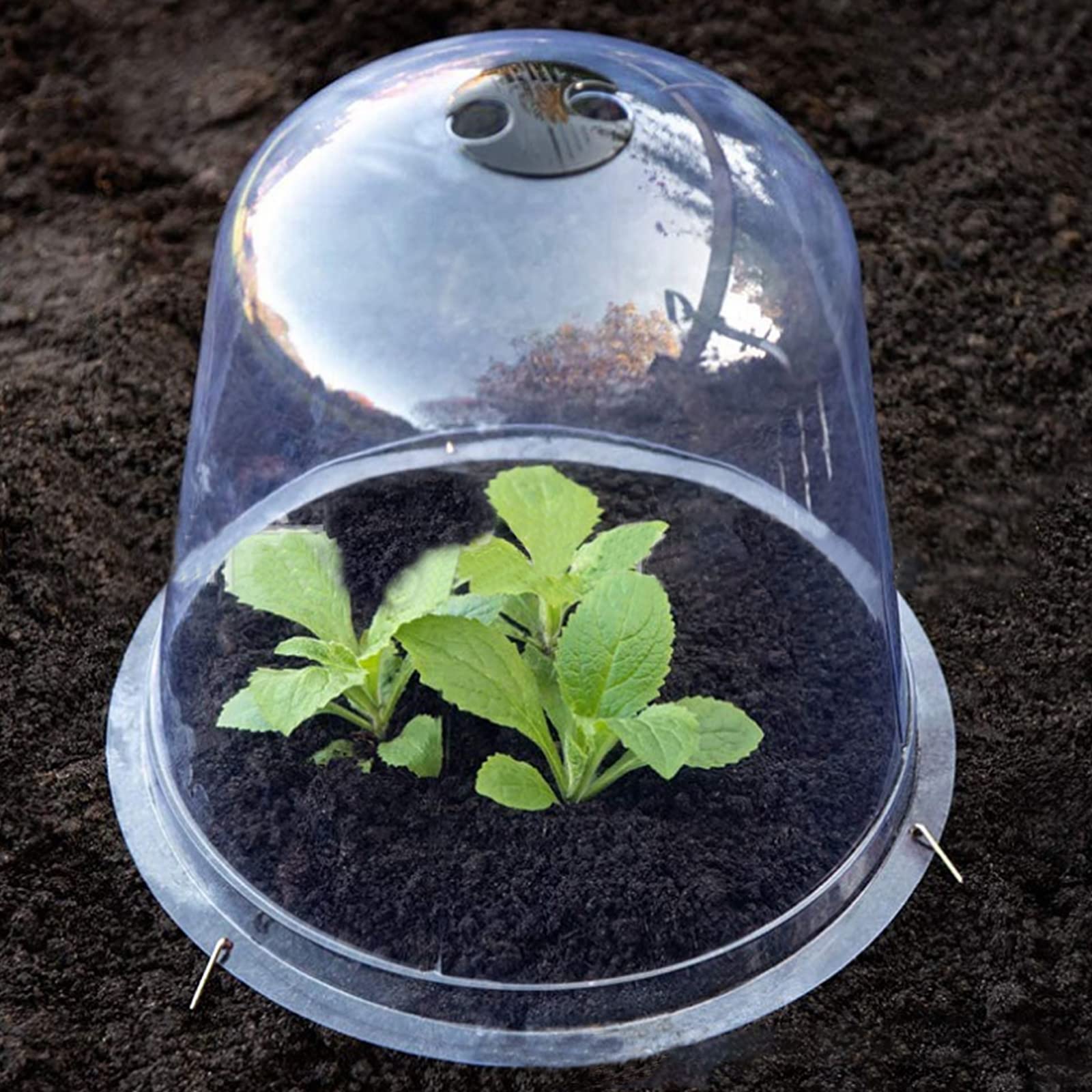 Lot de 6 cloches de protection pour mini serre de jardin avec piquets en métal et étiquettes pour plantes