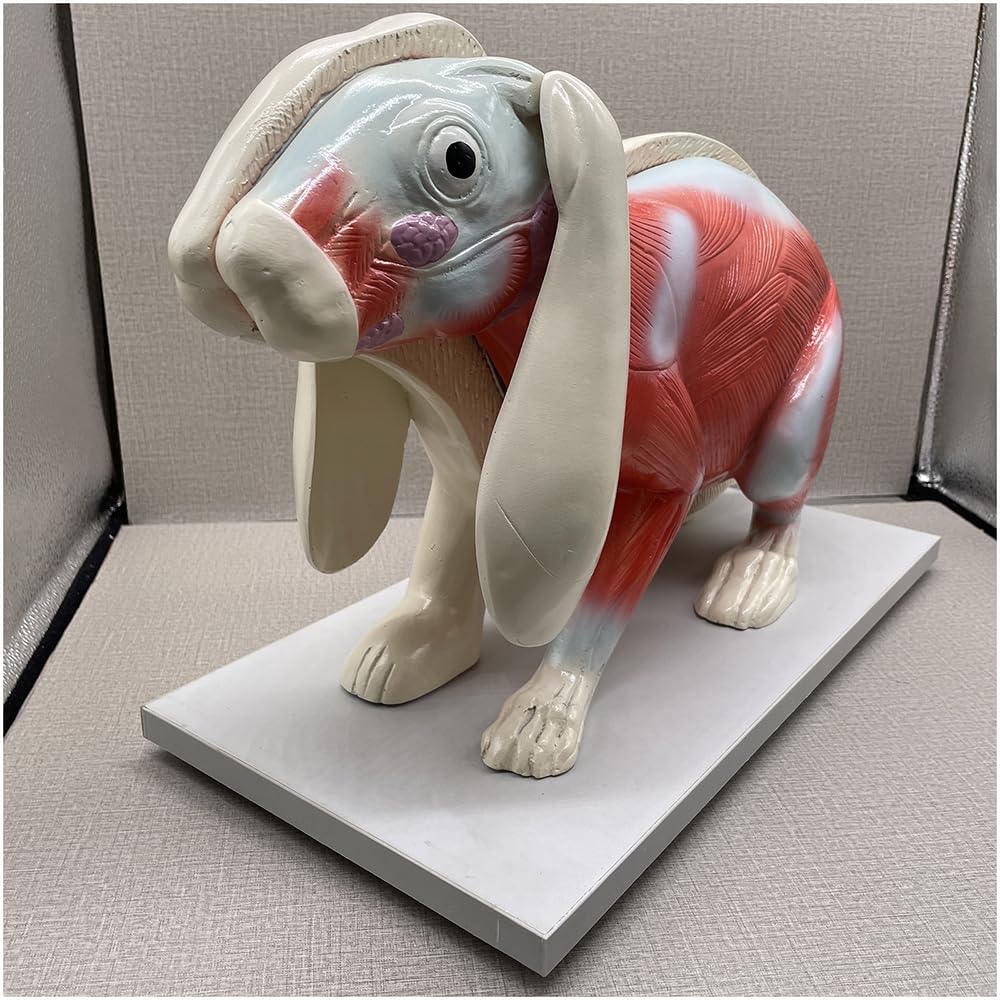 Kaninchen-Anatomie-Modell Torso-Körper-Anatomie-Modell für Medizinstudenten 20-Zoll-abnehmbares Tier-Torso-Anatomiemodell