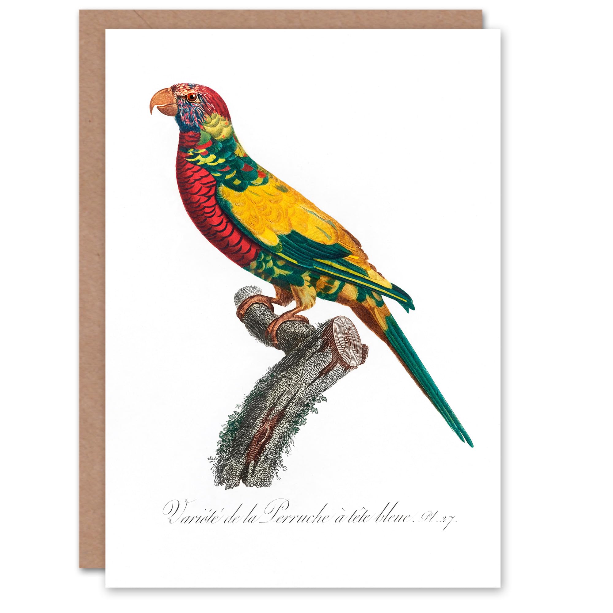Artery8 Francois Levaillant Art Card The Rainbow Lorikeet Parrot