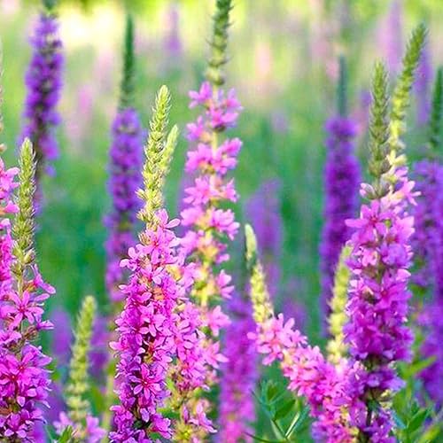 Miniatura 4 de 1000 semillas de Lythrum flores de jardín moradas para plantar fácil de cultivar al aire libre jardín