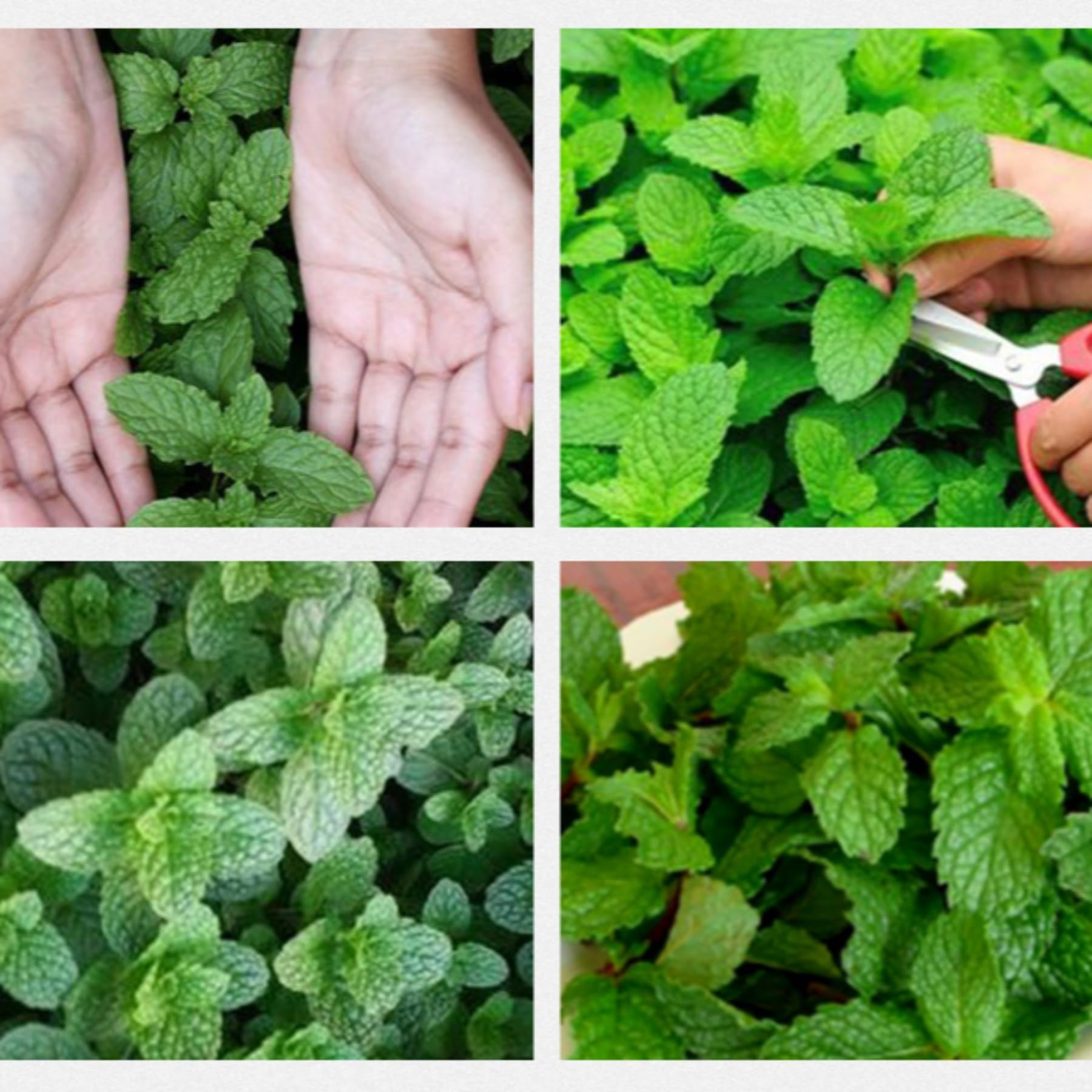 Feuilles de menthe poivrée naturelles 500g / 17,63 Feuille de Menthe Séchée Saine, Tisane - Relaxante et Délicieuse