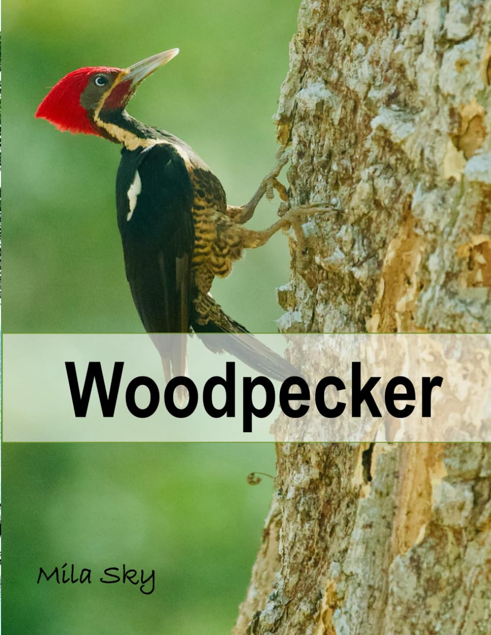 Woodpecker: A Stunning Visual Collection