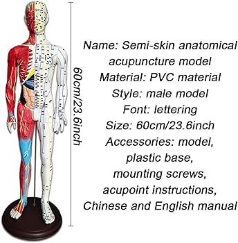 Amazon.co.jp: 男性モデル 鍼筋肉解剖学 - 60cm/23.6インチ
