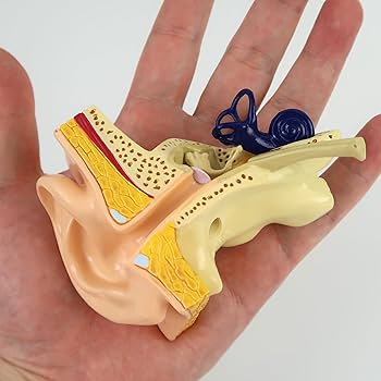 Amazon | 実物大の耳の断面 模型，三半規管，蝸牛，耳小骨，鼓膜