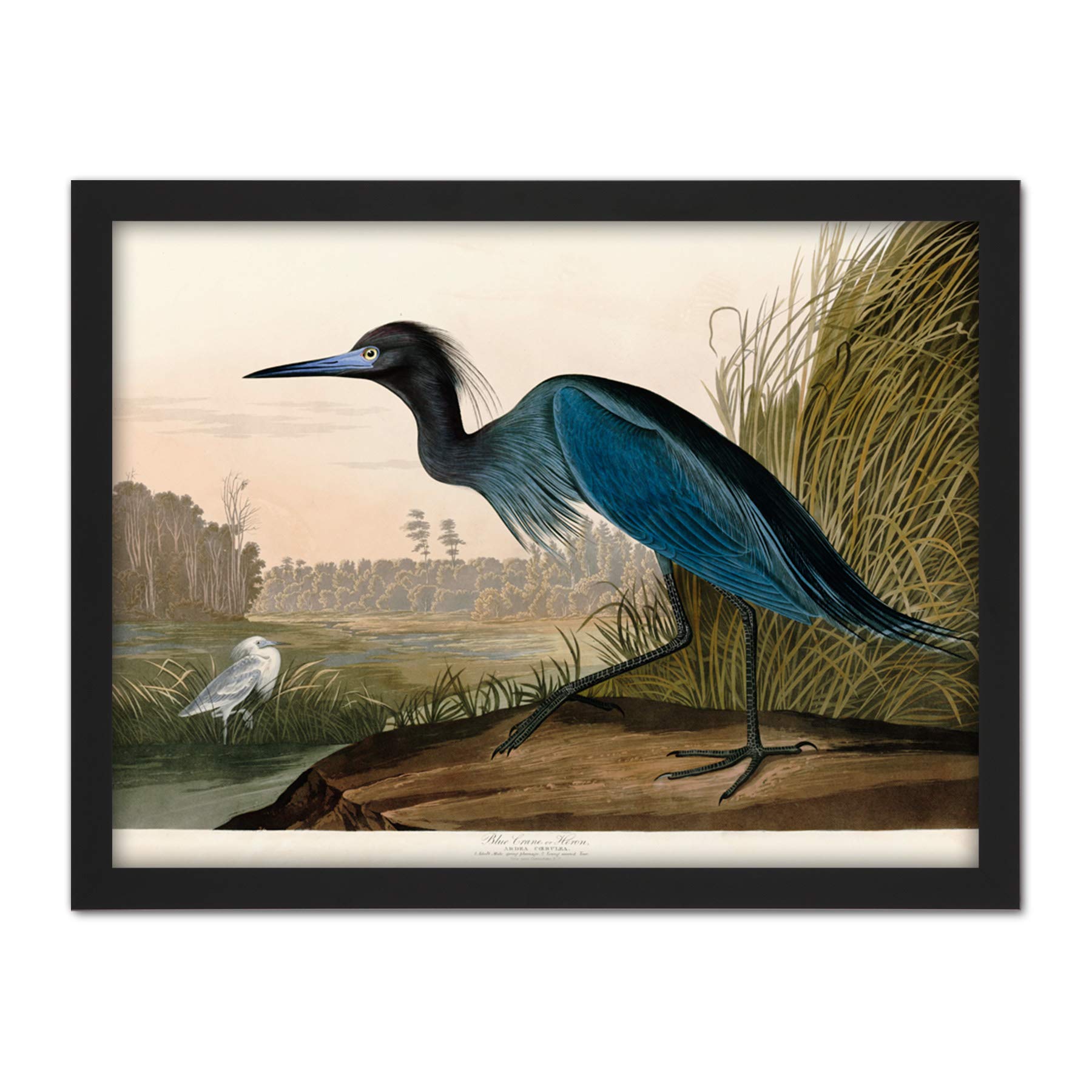 Artery8 Audubon Birds America Blue Crane Artwork Framed Wall Art Print 18X24 Inch