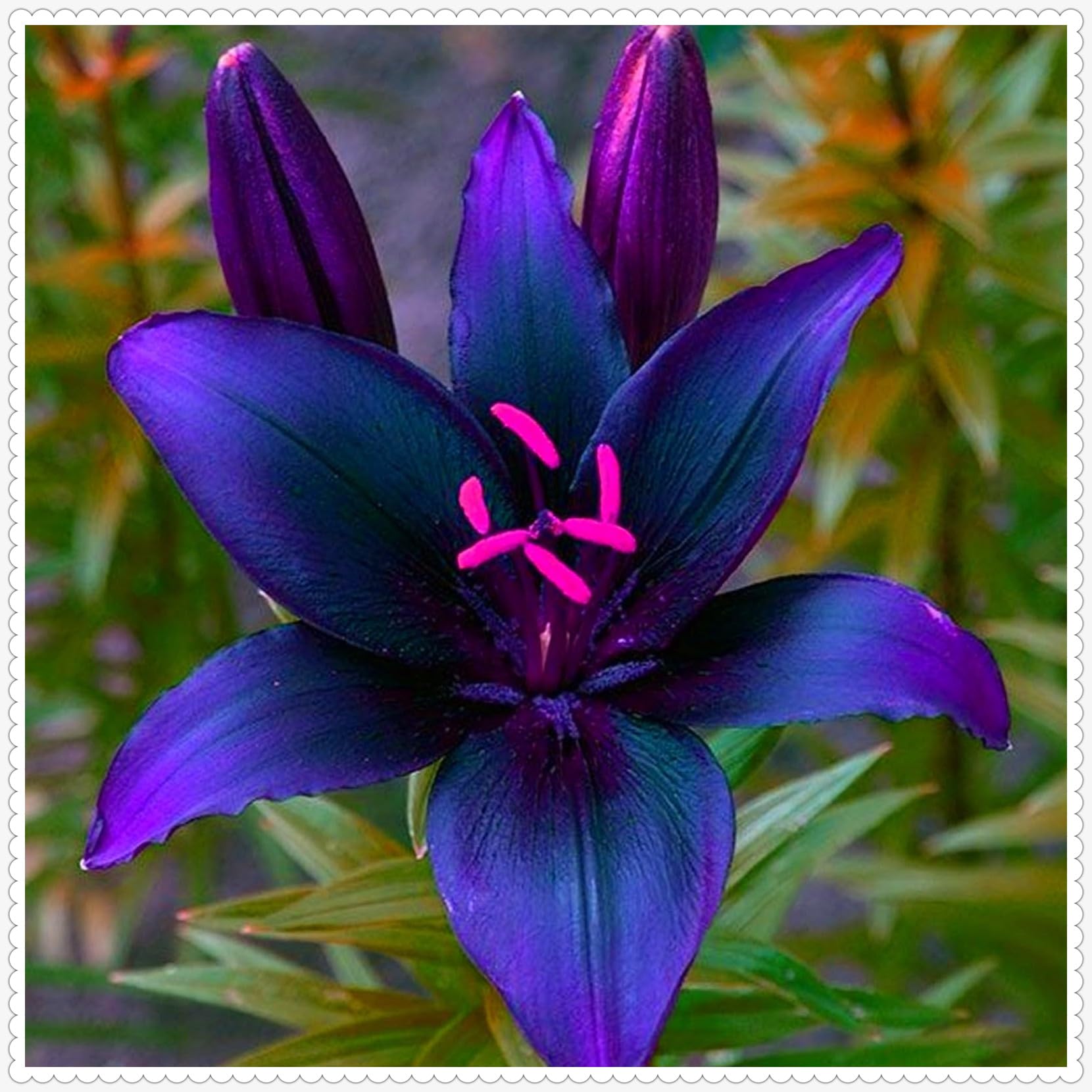 Lily Bulbs for Planting Now UK,Lily Bulbs Potted,Plants,Rhizome,Ornamental,Resistant,Bedding,Gorgeous-2bulbs-F