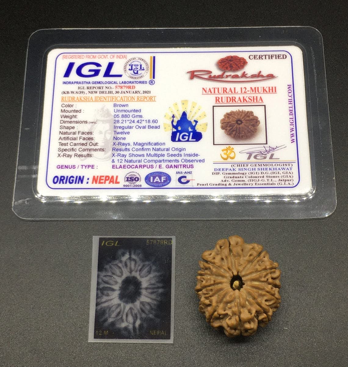 Perles Rudraksha Mukhi Népal 12 visages perle rare de collection