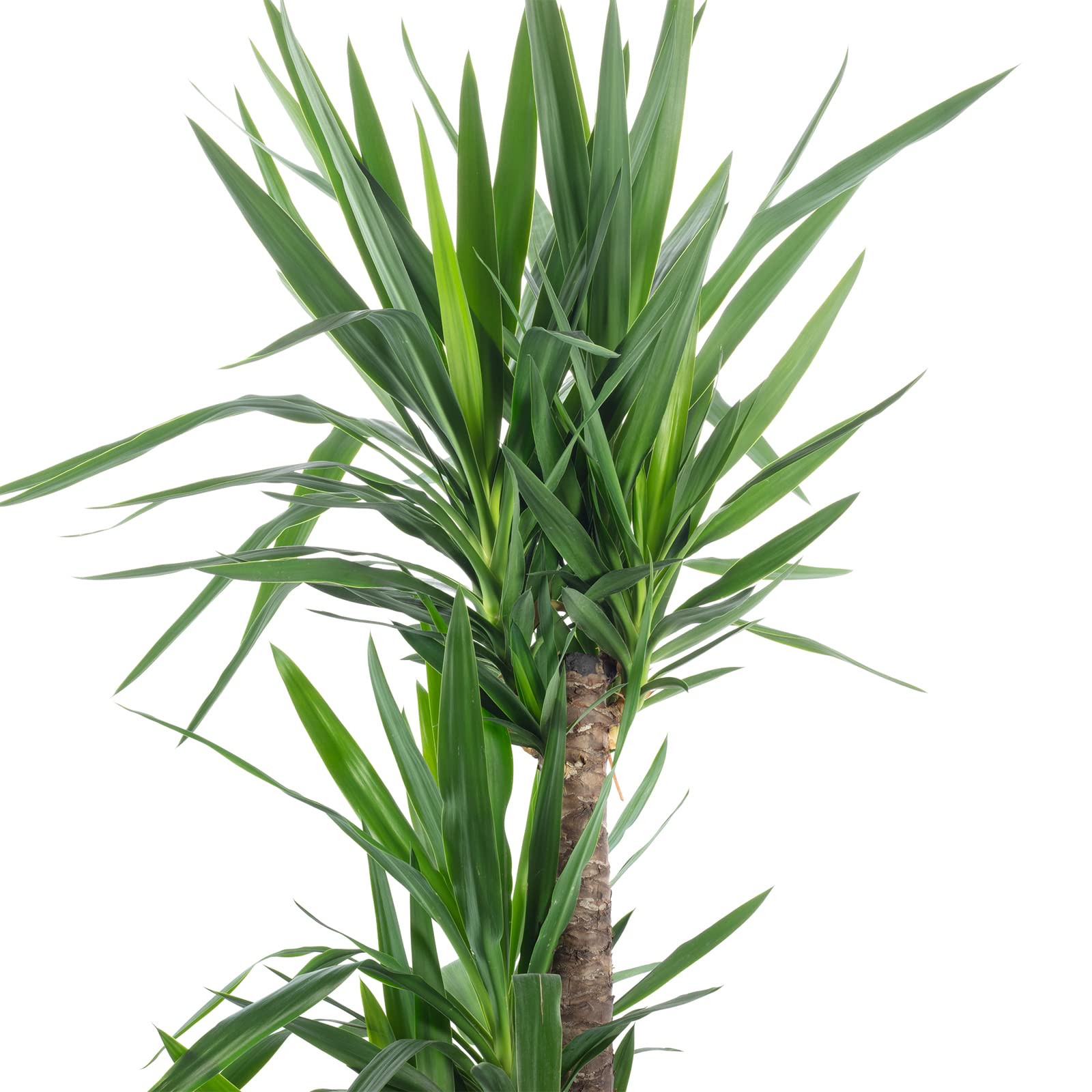 Lys de palmier à 3 branches - Véritable plante d'intérieur Yucca Elephantipes Palme 90/45/20 - Hauteur env. 135 cm, diamètre du pot 24 cm