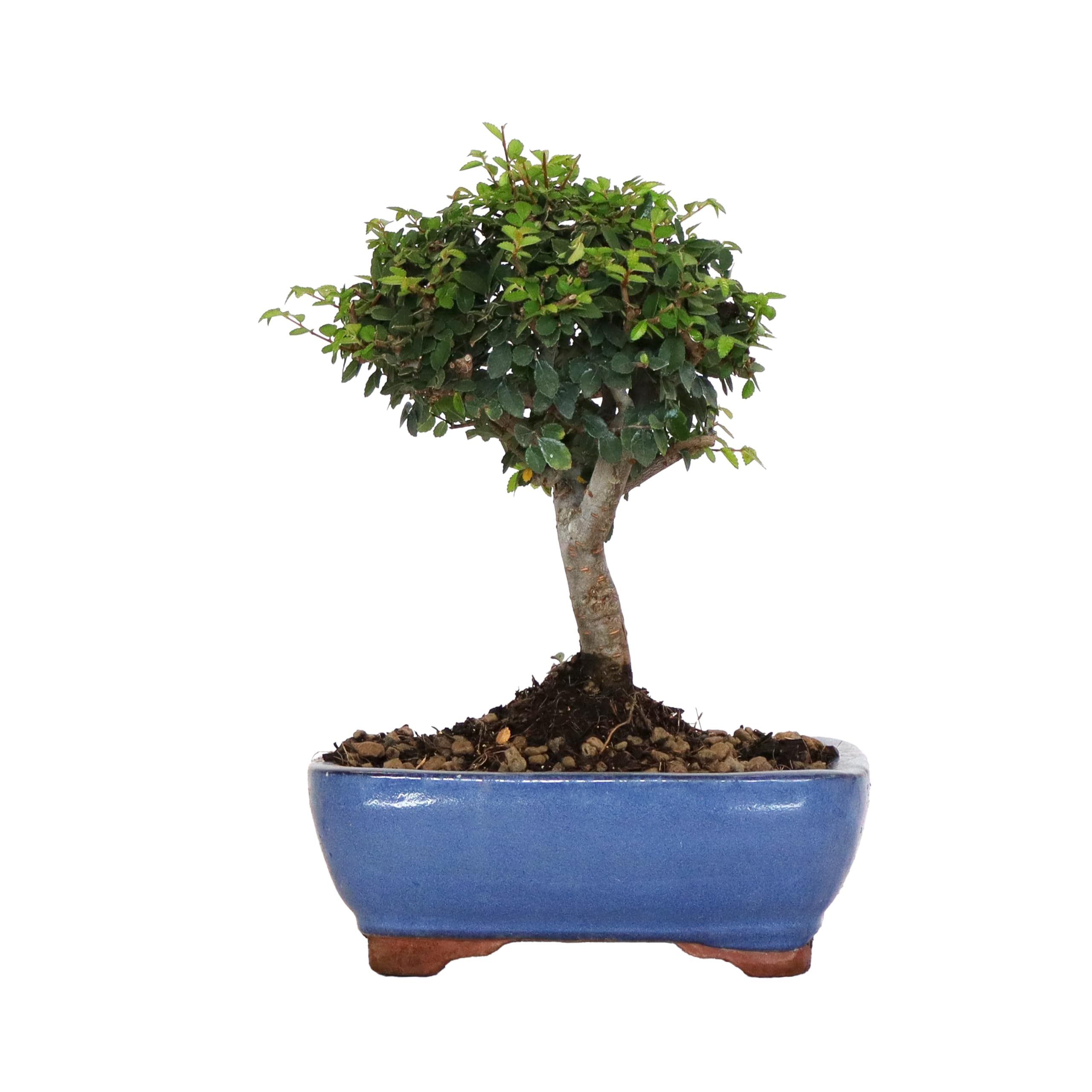 KENTIS - Bonsaï Zelkova - Bonsai Plante Naturelle Exterieur Intérieur - Plantes d'Appartement Balcon Terrasse - H 22/32 cm Pot 19 cm