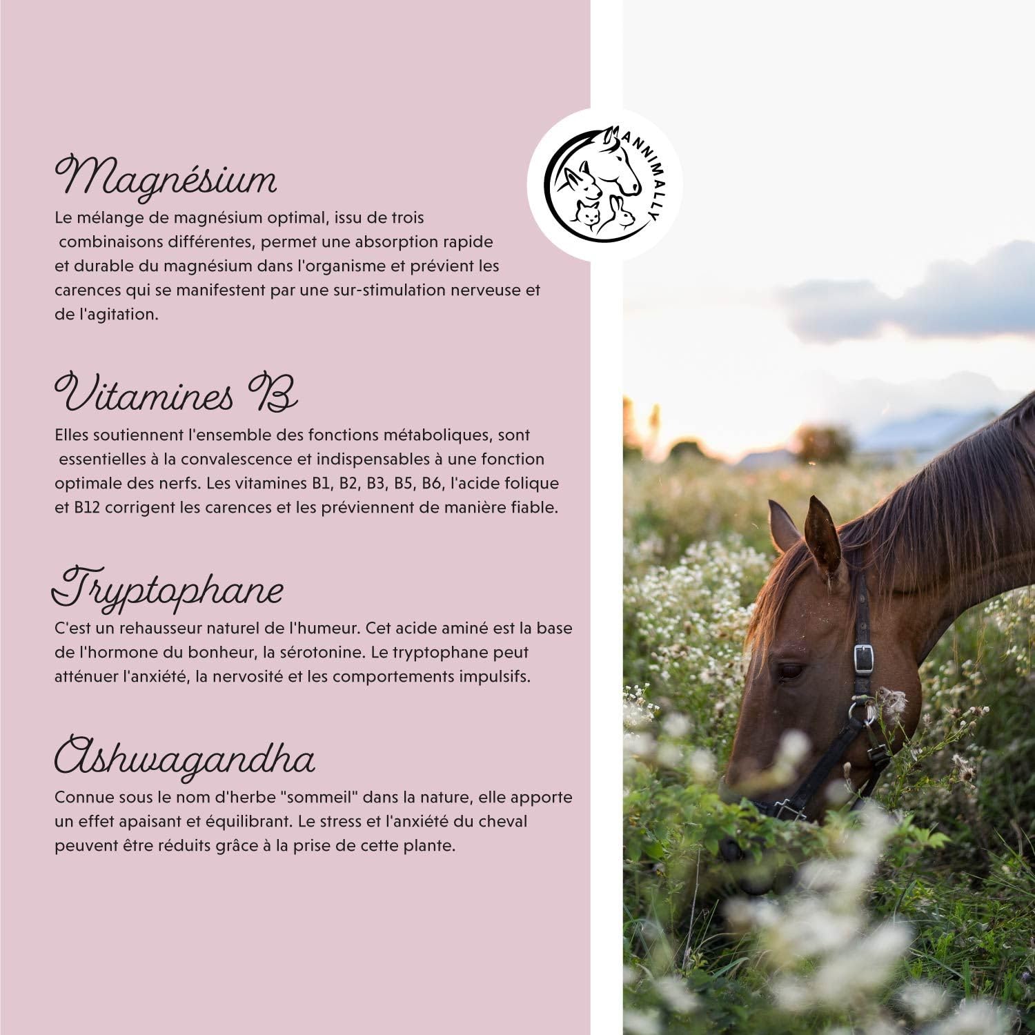 Annimally Poudre Relax pour Chevaux 850g pour Calmer Les Chevaux - Herbes pour Les nerfs avec magnésium, tryptophane, valériane, passiflore et Huile de Chanvre Contre l'anxiété, Le Stress