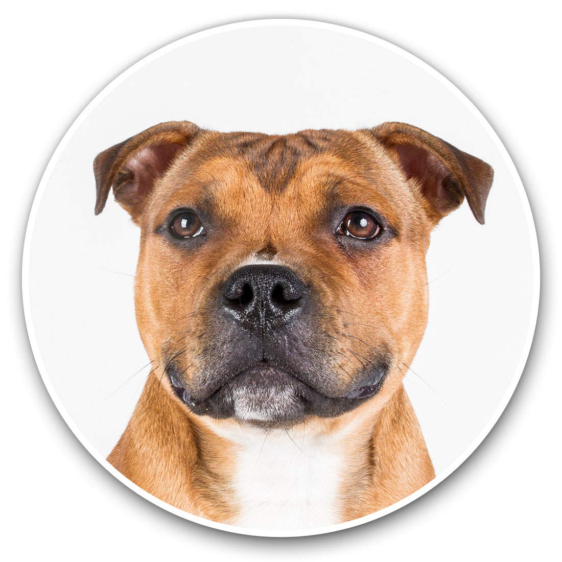 Destination Vinyl Ltd Staffordshire Bull Terrier Dog 12733 Vinyl Stickers (Set Of 2) 30Cm - Stafshire Bull Terrier Dog 12733